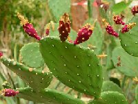 Opuntia bravoana DSC_6183.JPG